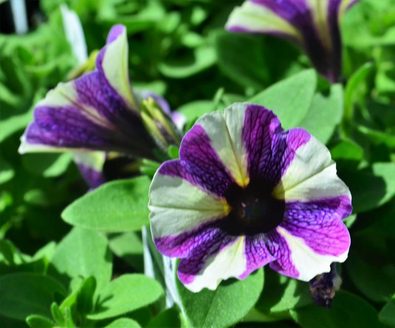 Petunia Potunia 'Blueberry Muffin' - Petunia from Hillcrest Nursery