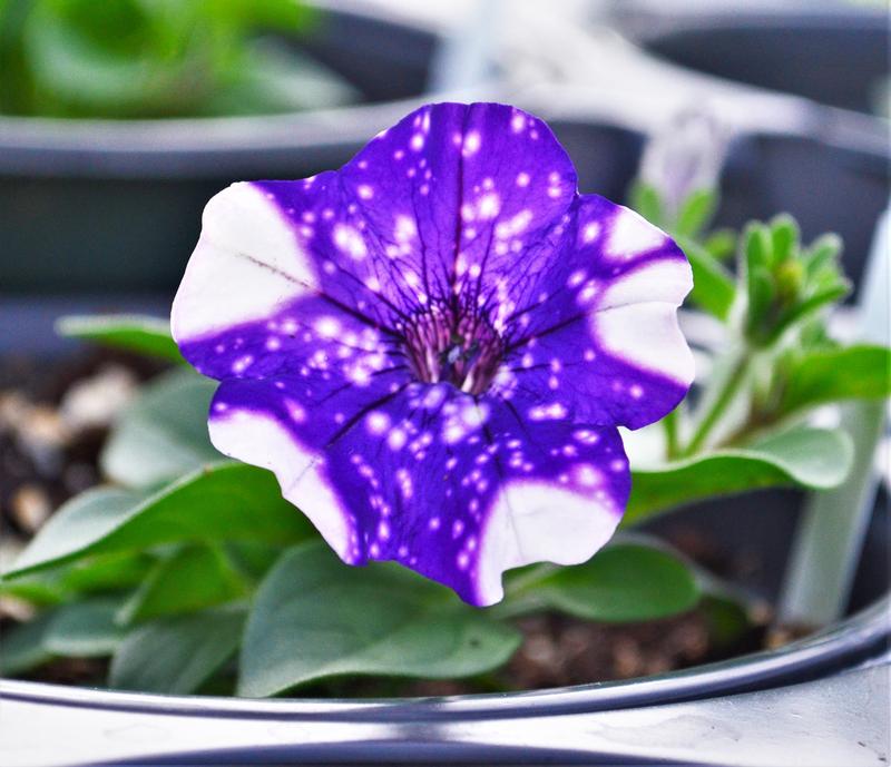 Petunia Headliner 'Night Sky' - Petunia from Hillcrest Nursery