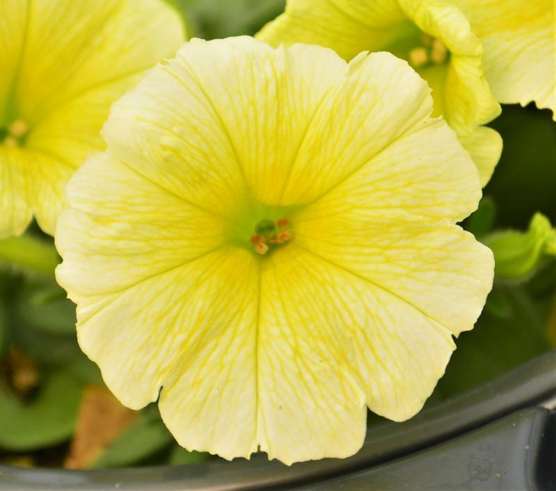 Petunia Petunia Yellow from Hillcrest Nursery