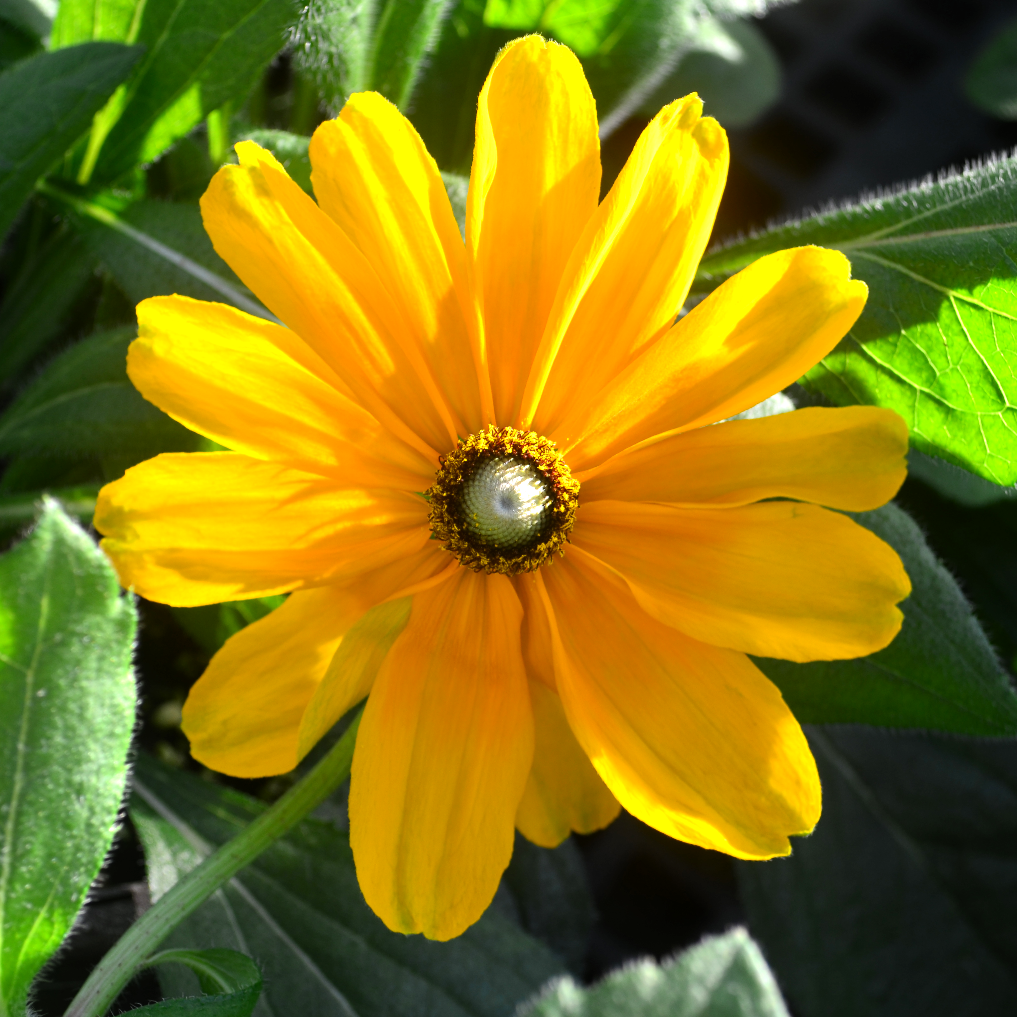 Rudbeckia hirta 'Indian Summer' - Black Eyed Susan from Hillcrest Nursery