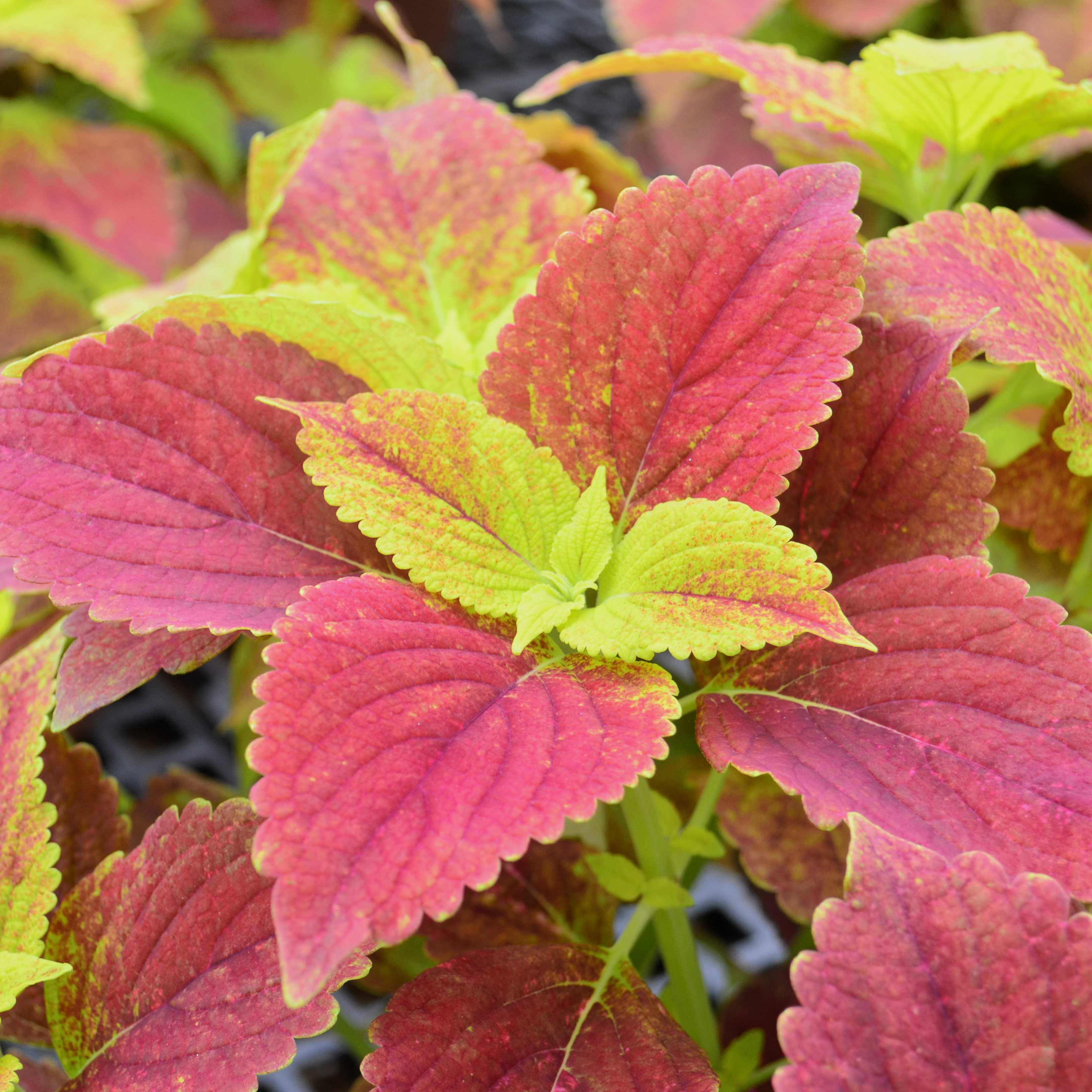 Solenostemon scutellarioides 'Alabama Sunset' - Coleus from Hillcrest Nursery