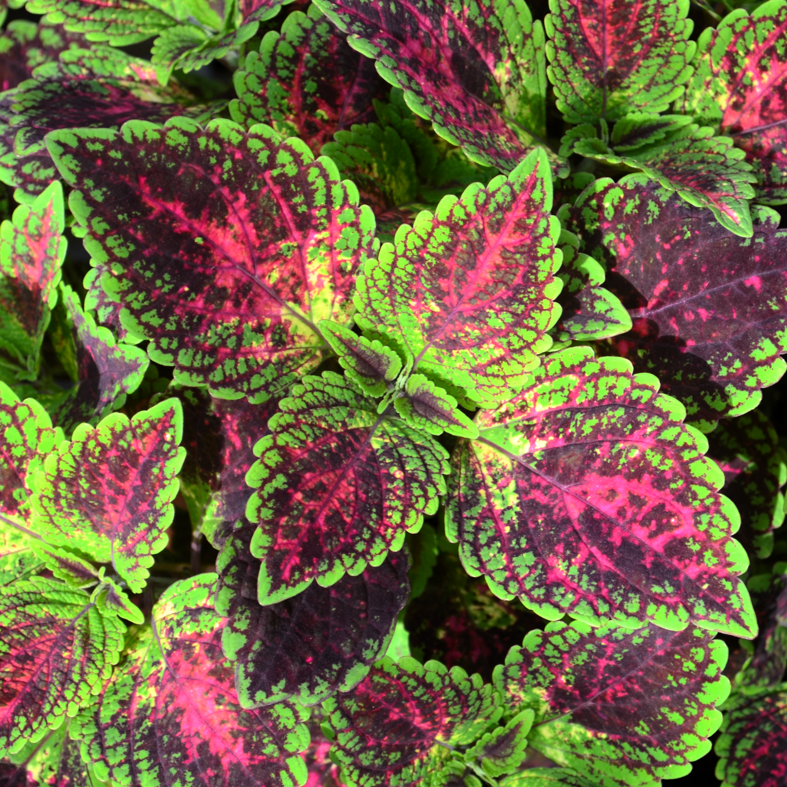 Solenostemon scutellarioides 'Florida Sun Jade' - Coleus from Hillcrest Nursery