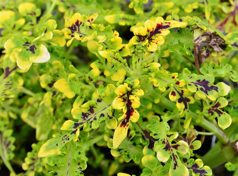 Solenostemon scutellarioides 'Swallowtail' - Coleus from Hillcrest Nursery