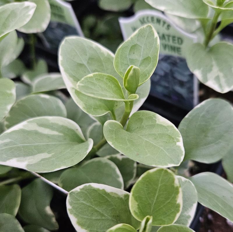 Vinca major 'Green Variegated' - Vinca Vine from Hillcrest Nursery