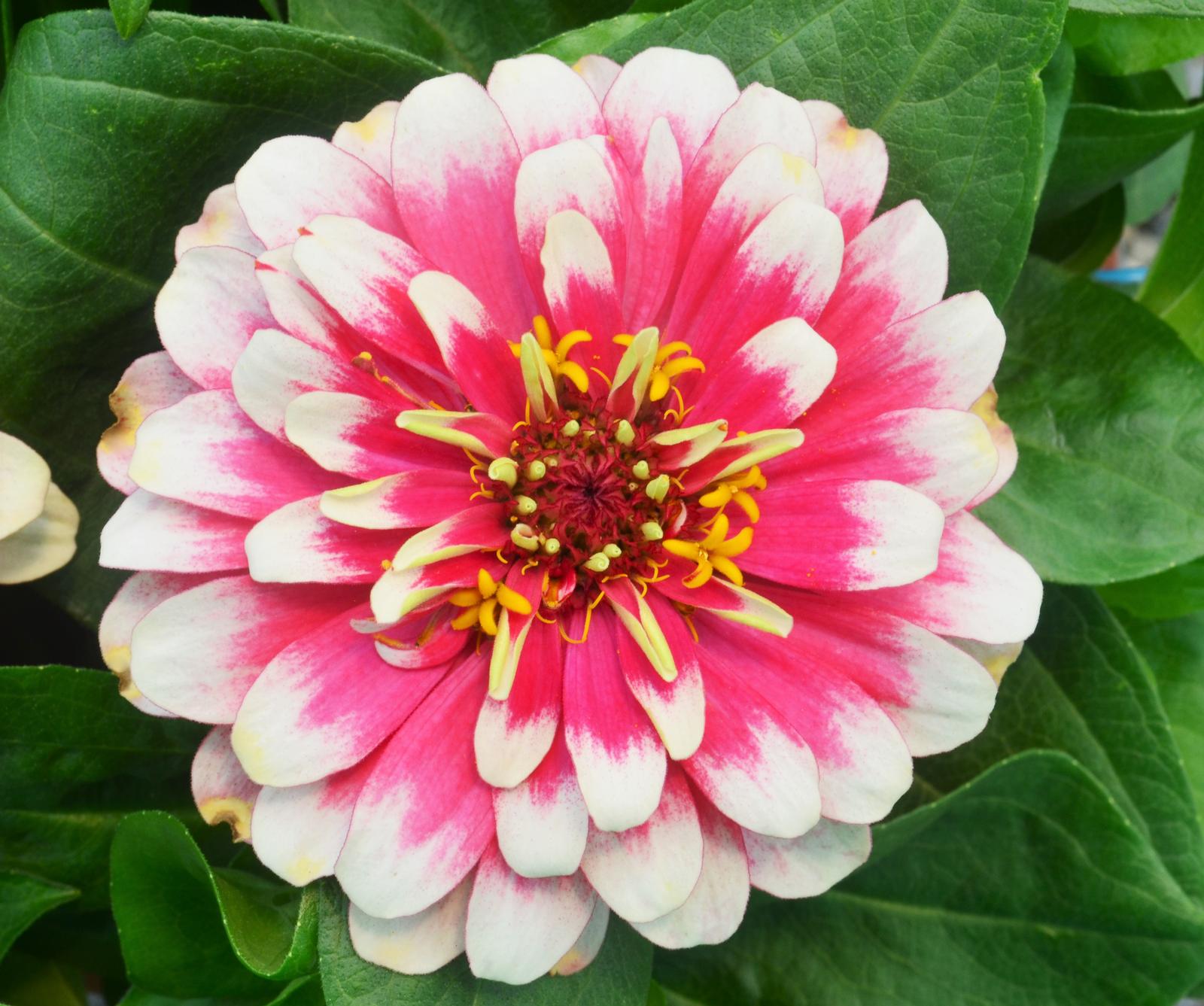 Zinnia grandiflora Swizzle 'Cherry and Ivory' - Zinnia from Hillcrest Nursery