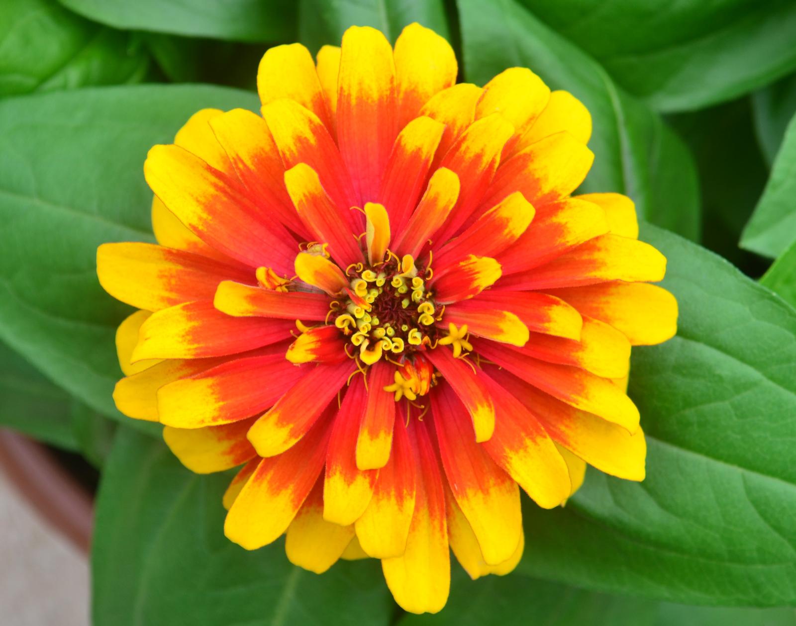 Zinnia grandiflora Swizzle 'Scarlet and Yellow' - Zinnia from Hillcrest Nursery