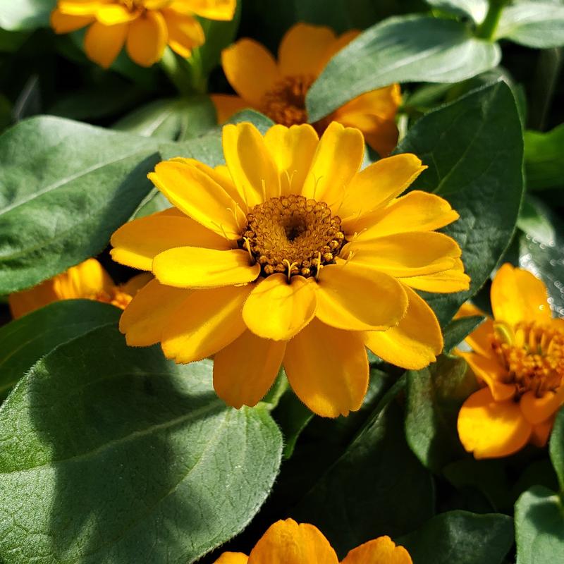 Zinnia Zinnia hybrid Orange from Hillcrest Nursery
