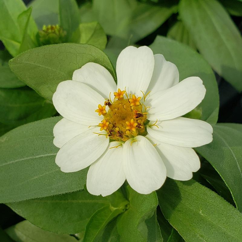 Zinnia hybrid Profusion 'White' - Zinnia from Hillcrest Nursery