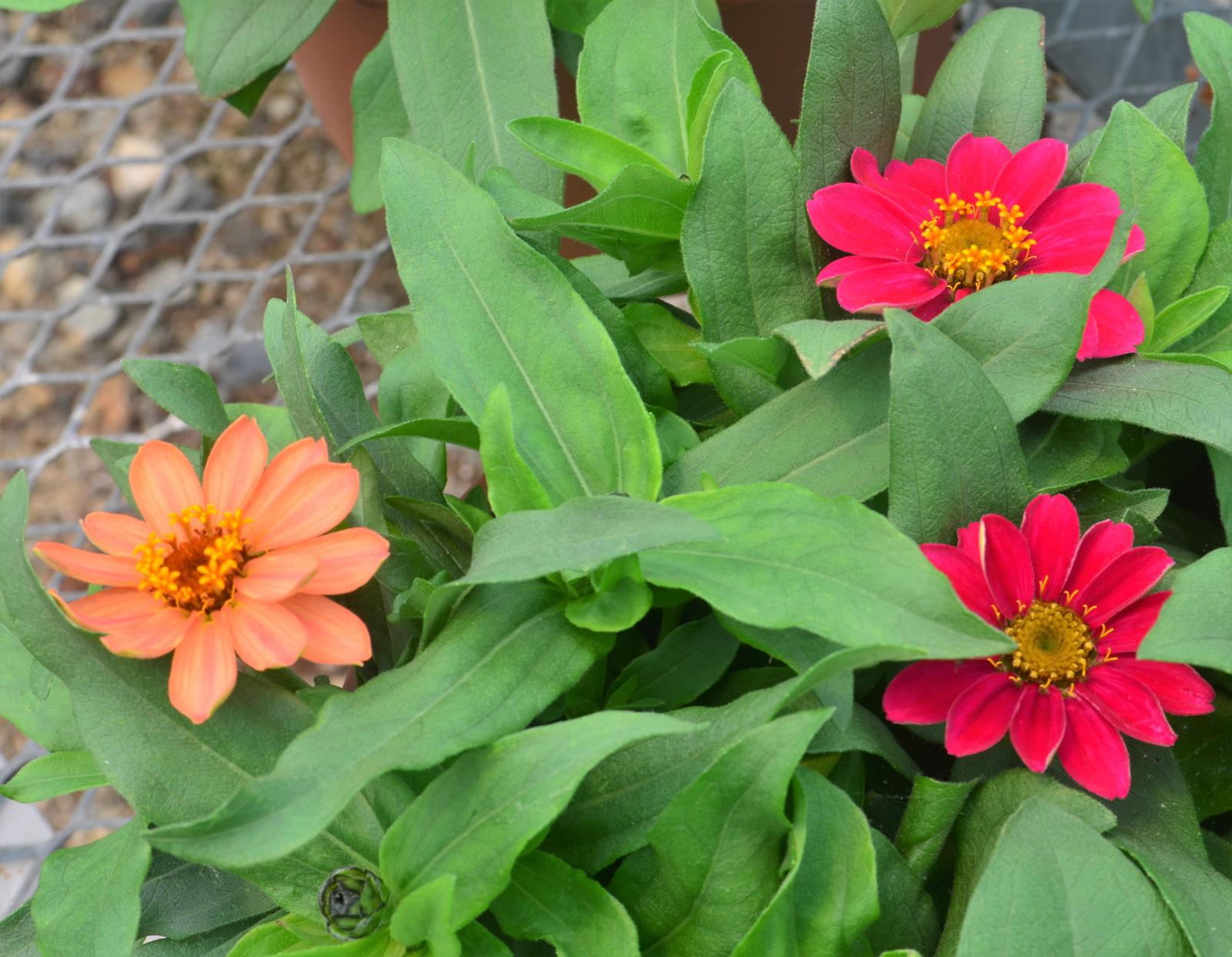 Zinnia hybrid Profusion 'Five Color Mix' - Zinnia from Hillcrest Nursery