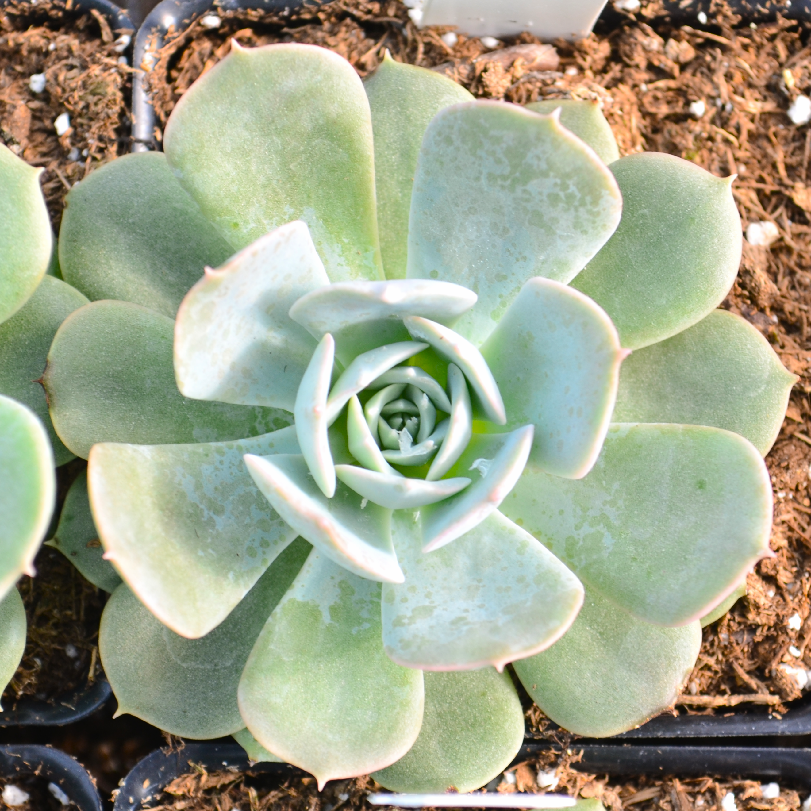 Echeveria 'Holy Gate (Holly Gate)' - Echeveria from Hillcrest Nursery