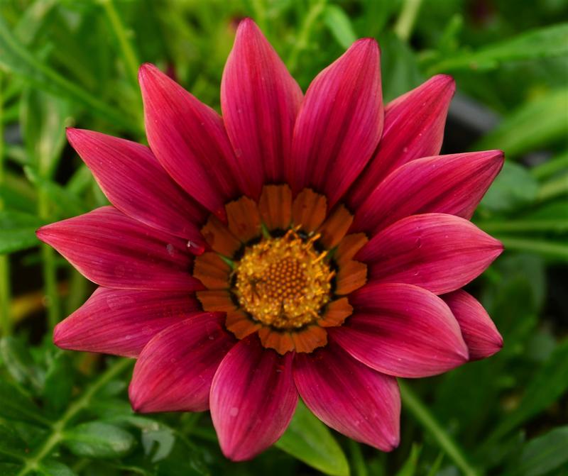 Gazania splendens Kiss 'Rose' - Treasure Flower from Hillcrest Nursery