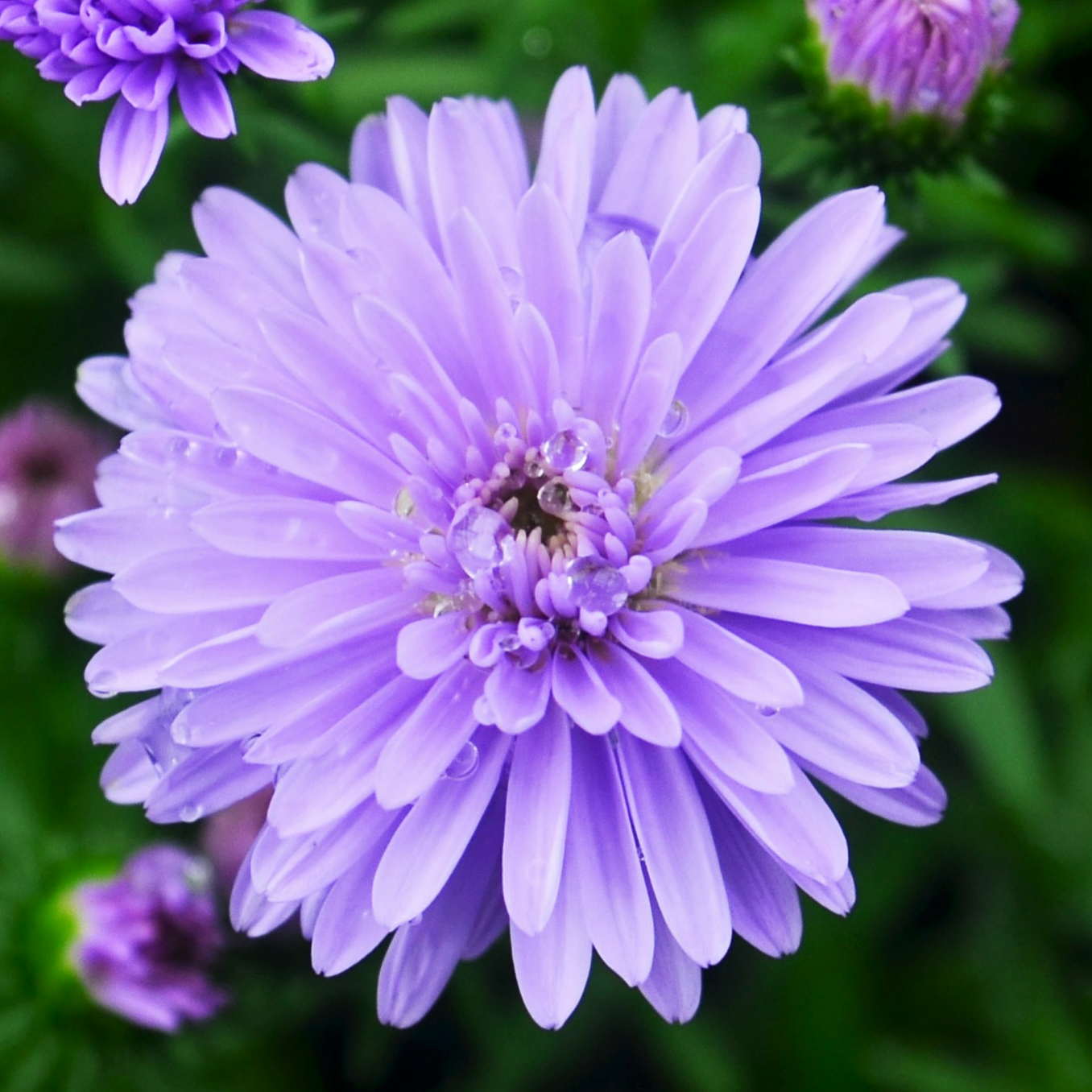 Aster novi-belgii 'Peter III Blue' - Aster from Hillcrest Nursery