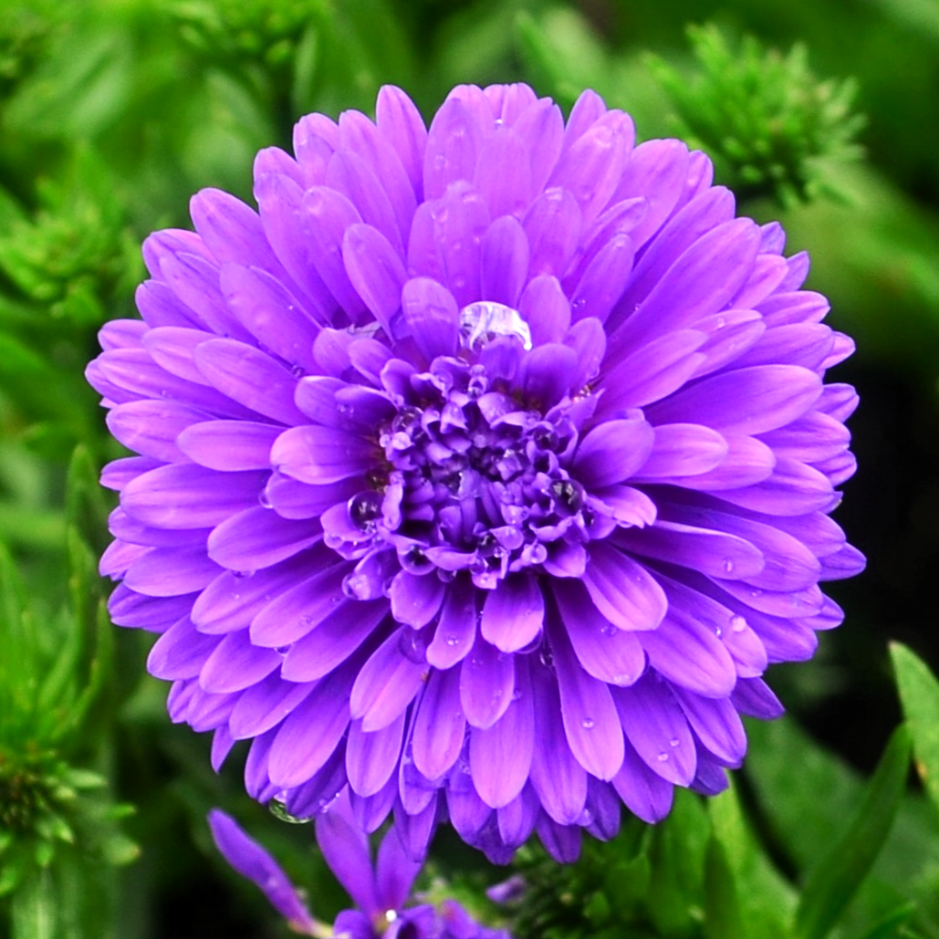 Aster novi-belgii 'Henry III Purple' - Aster from Hillcrest Nursery