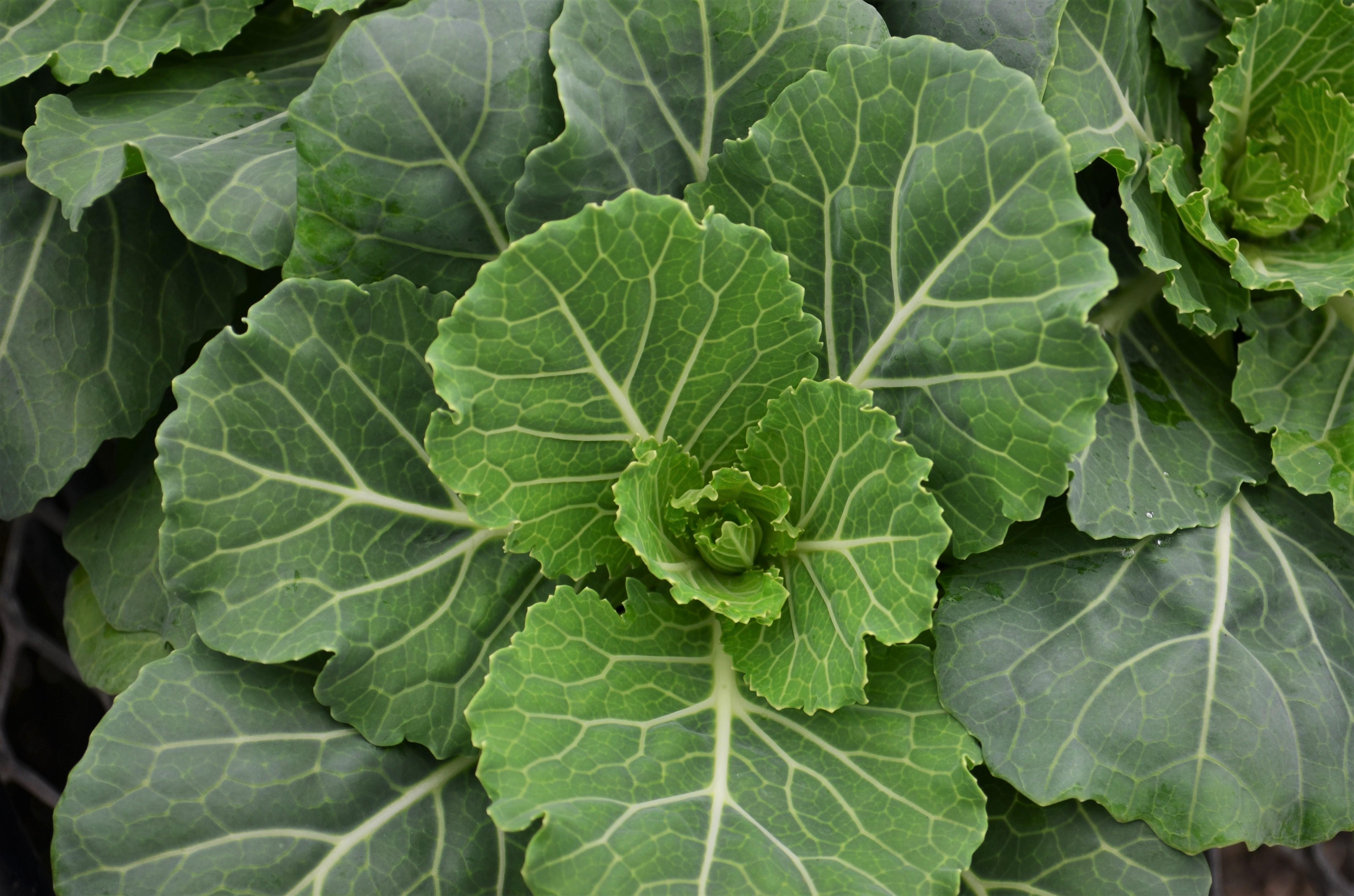 Brassica oleracea Ornamental 'Pigeon White' - Ornamental Cabbage from Hillcrest Nursery