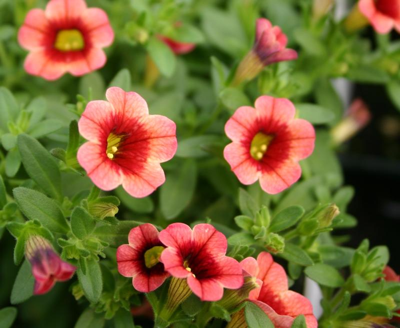 Calibrachoa Conga Orange Kiss Calibrachoa from Hillcrest Nursery