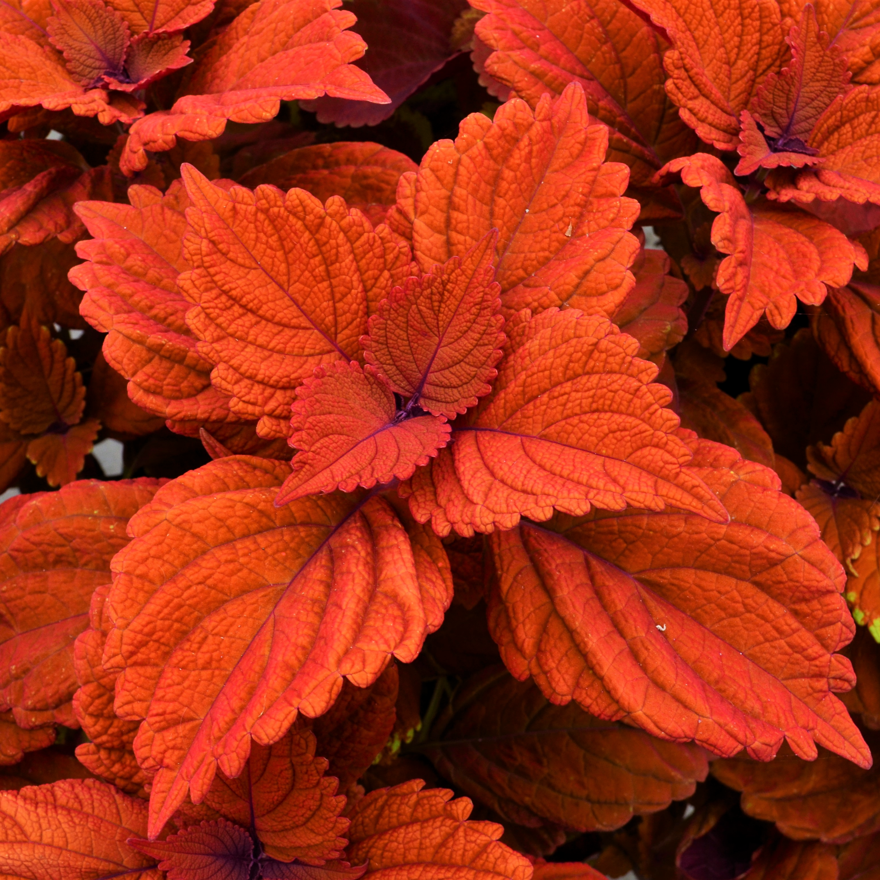 Solenostemon scutellarioides 'Inferno' - Coleus from Hillcrest Nursery