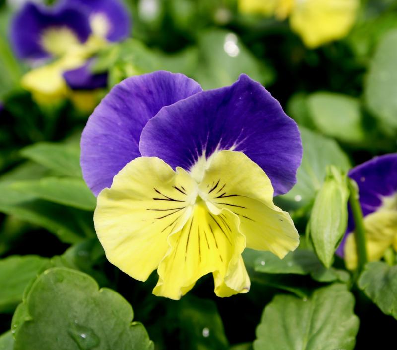 Pansy Matrix Morpheus Viola wittrockiana Morpheus from Hillcrest Nursery
