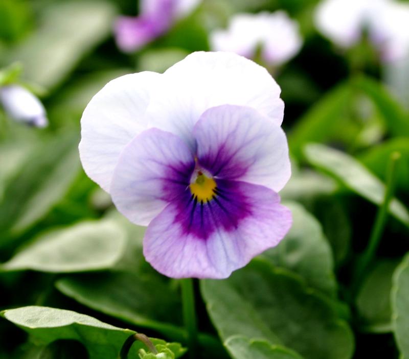 Viola Viola cornuta Orchid Rose Beacon from Hillcrest Nursery