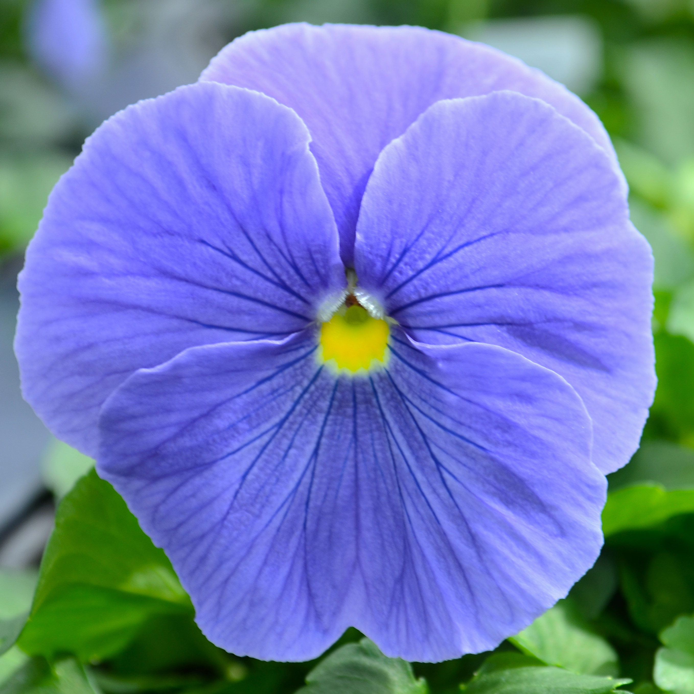 Viola wittrockiana Matrix 'True Blue' - Pansy from Hillcrest Nursery