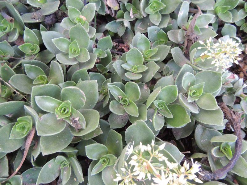 Crassula lactea Crassula lactea from Hillcrest Nursery