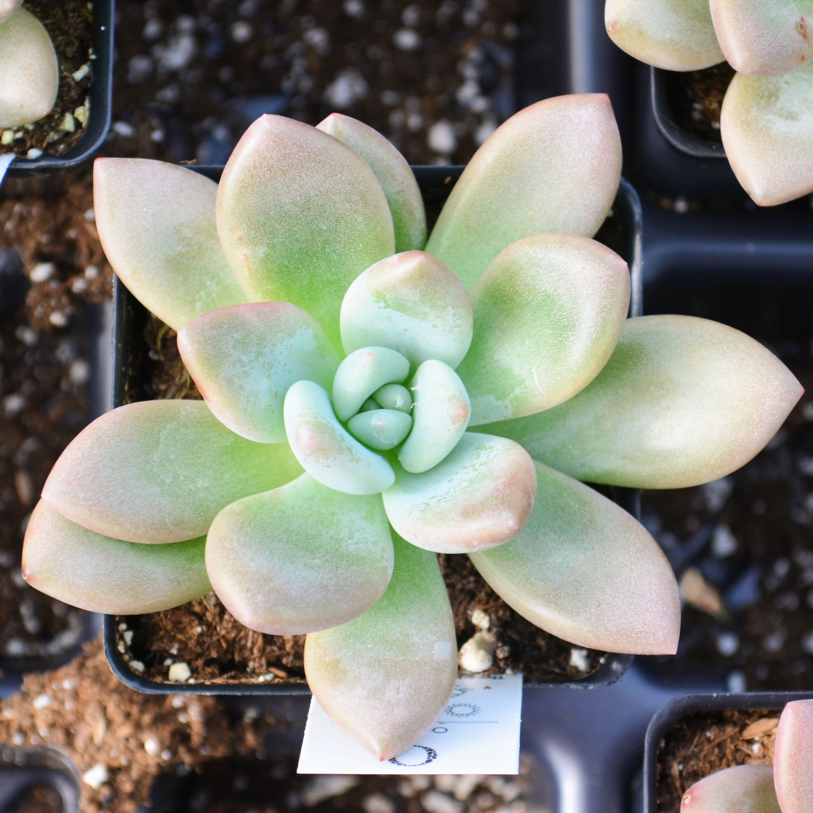 Pachyveria opalina - Pachyveria from Hillcrest Nursery