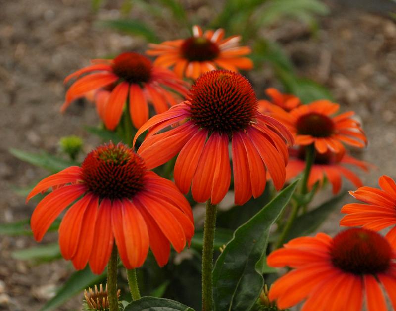 Coneflower Echinacea Julia from Hillcrest Nursery