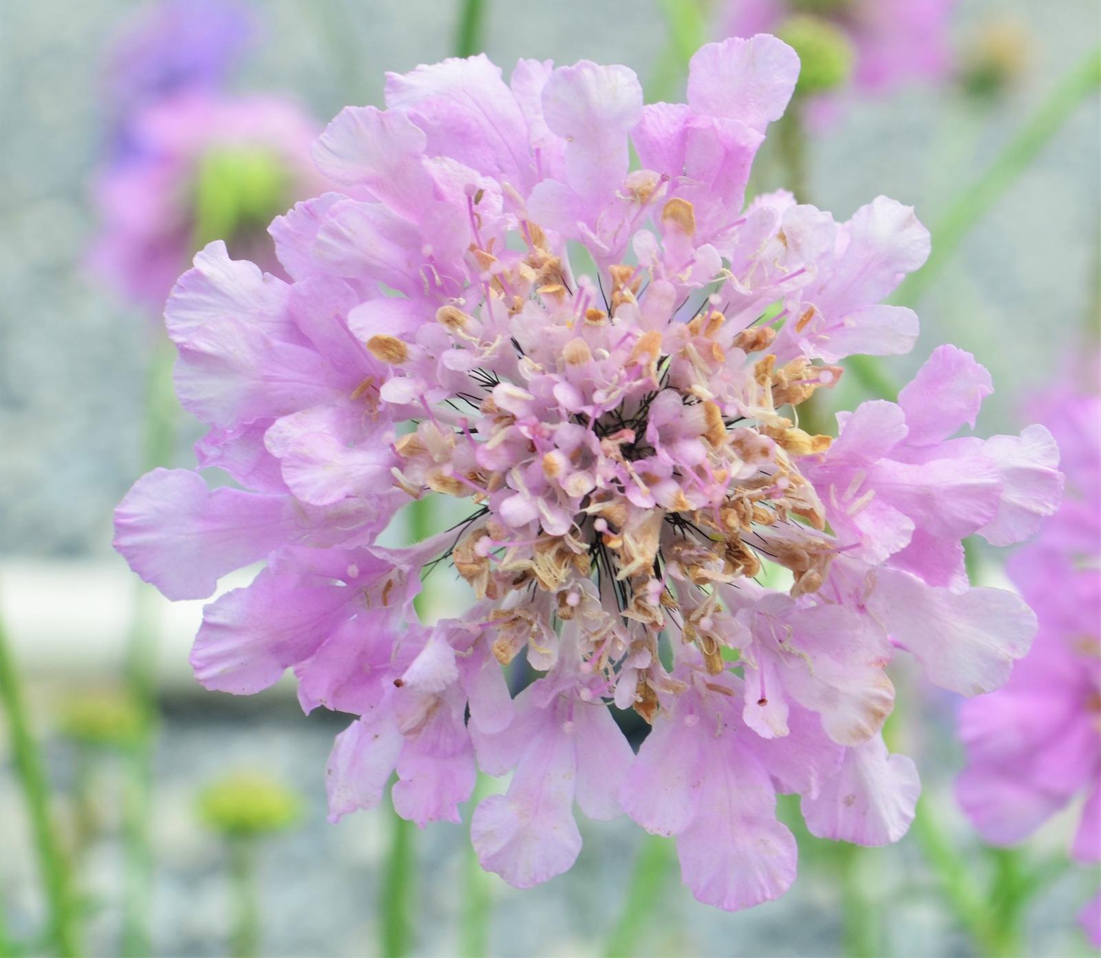 Scabiosa columbaria Flutter 'Flutter Rose Pink' - Pincushion Flower from Hillcrest Nursery