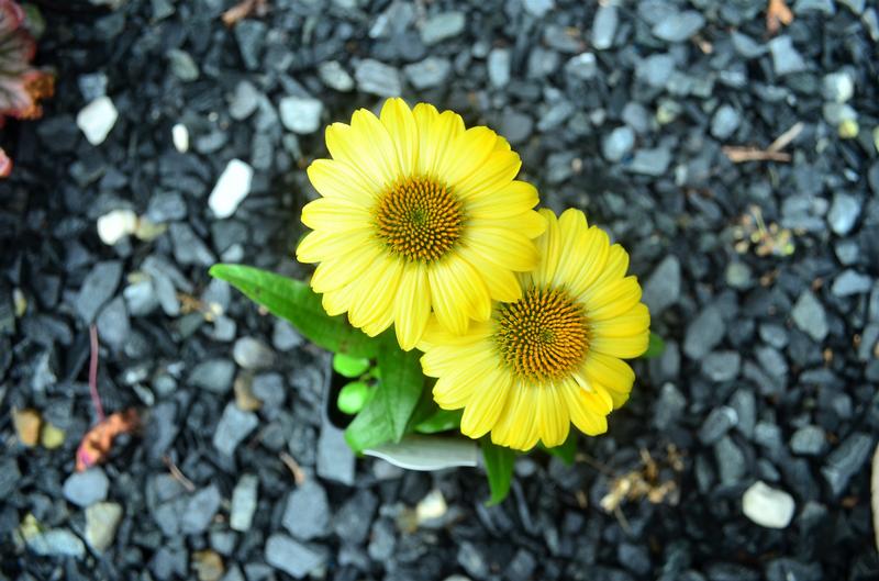 Echinacea Sombrero 'Lemon Yellow' - Coneflower from Hillcrest Nursery