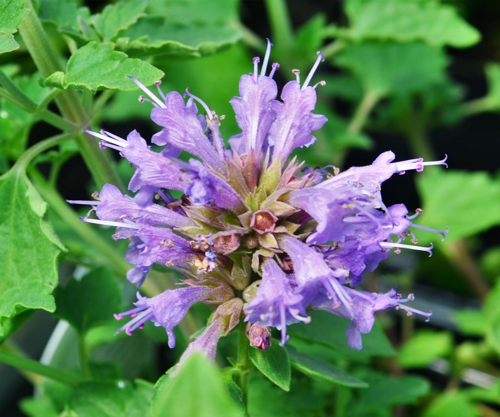 Agastache hybrida Kudos 'Silver Blue' - Hummingbird Mint - Dwarf from Hillcrest Nursery