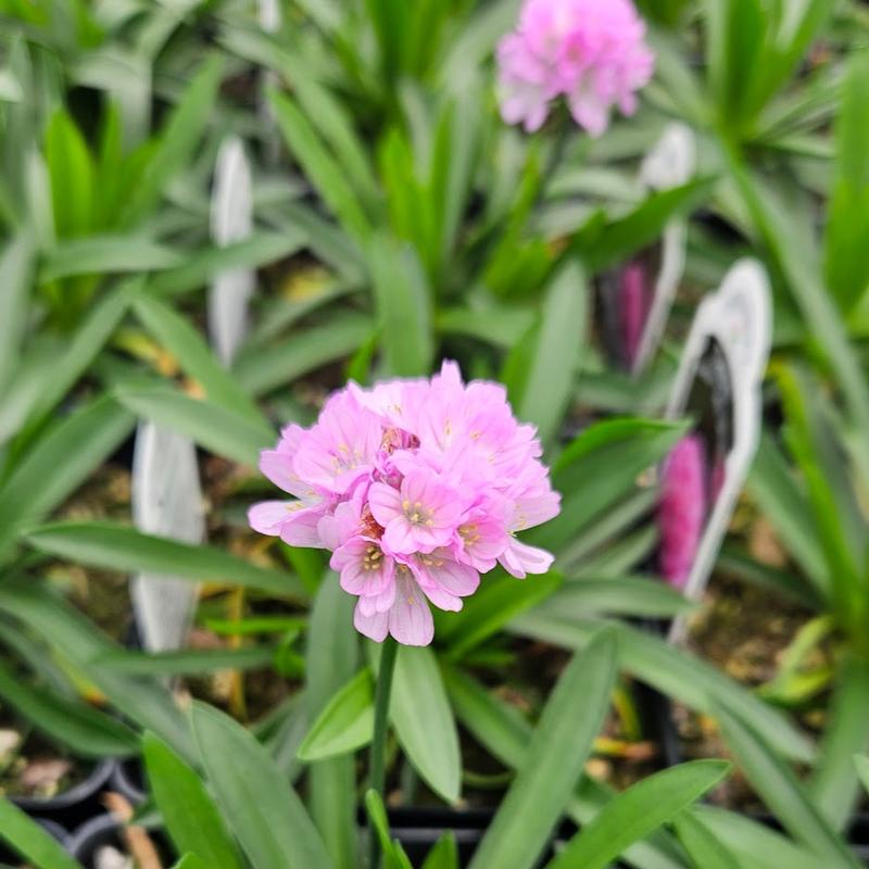 Armeria pseudarmeria Dreameria 'Sweet Dreams' - Thrifts - Seapinks from Hillcrest Nursery