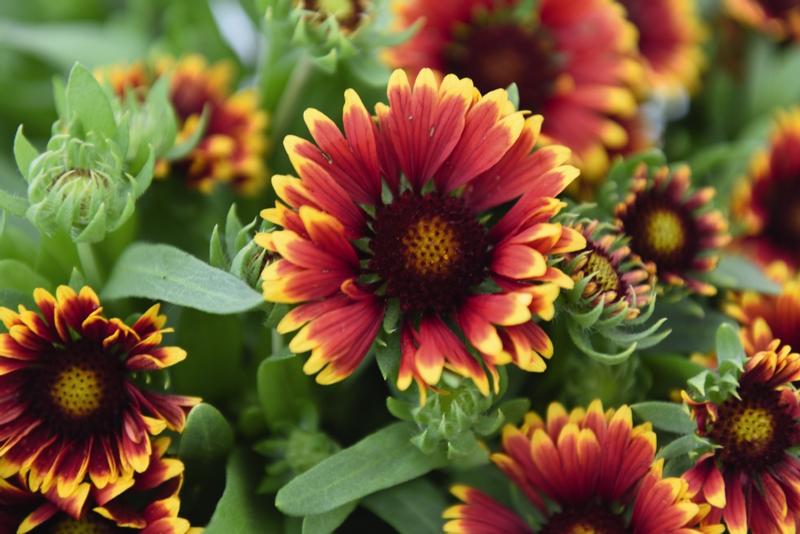 Blanket Flower Gaillardia Orange Halo from Hillcrest Nursery