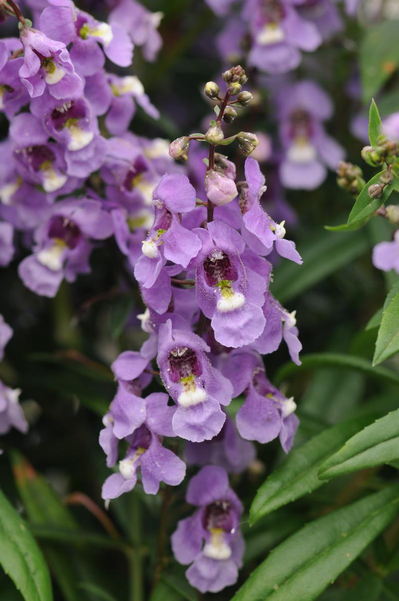 Angelonia angustifolia Serenita 'Sky Blue' - Image courtesy of Ball Horticultural Company