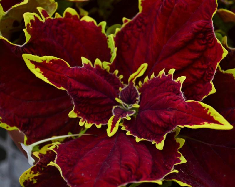 Solenostemon scutellarioides Stained Glassworks 'Crown Jewel' - Coleus from Hillcrest Nursery