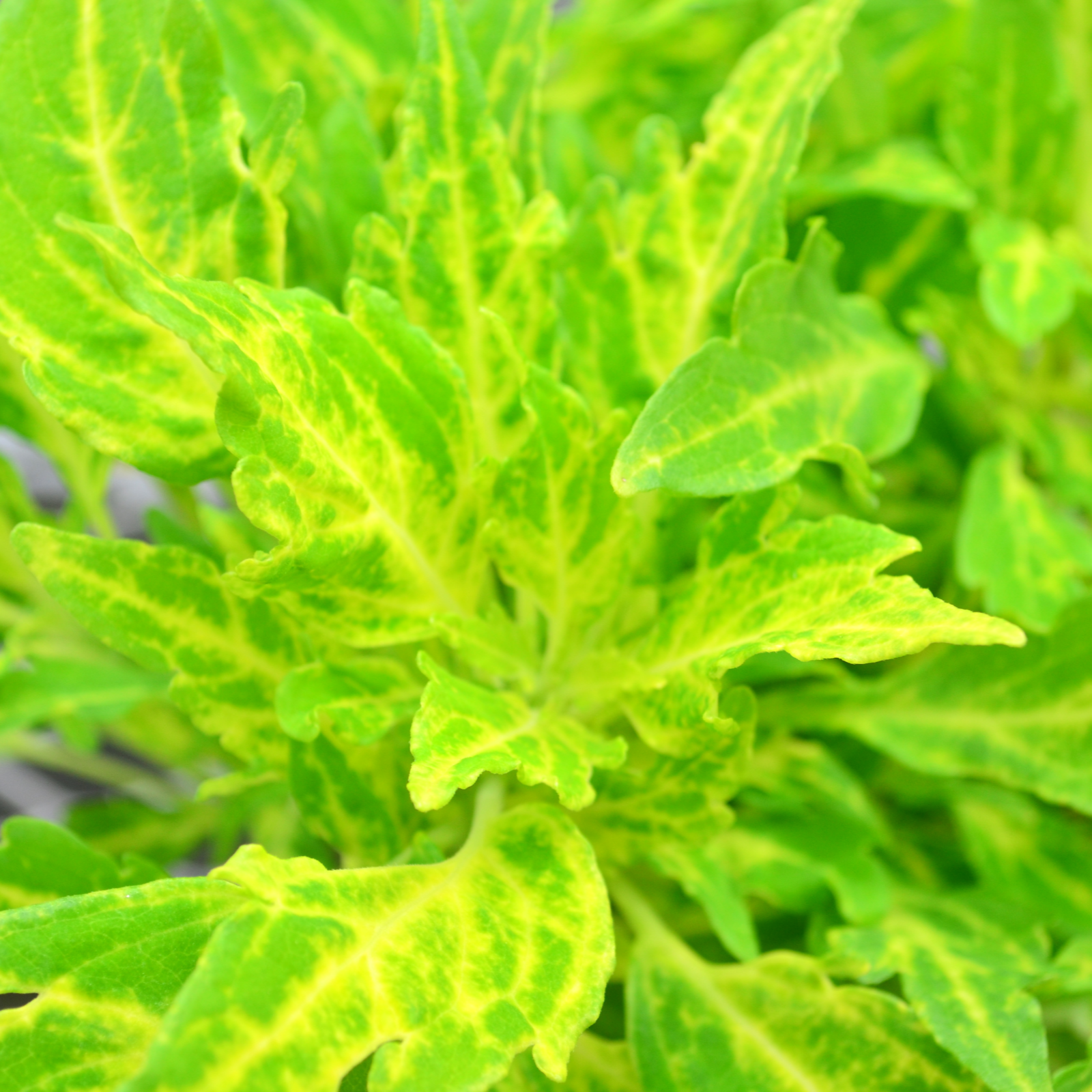 Solenostemon scutellarioides FlameThrower 'Salsa Verde' - Coleus from Hillcrest Nursery