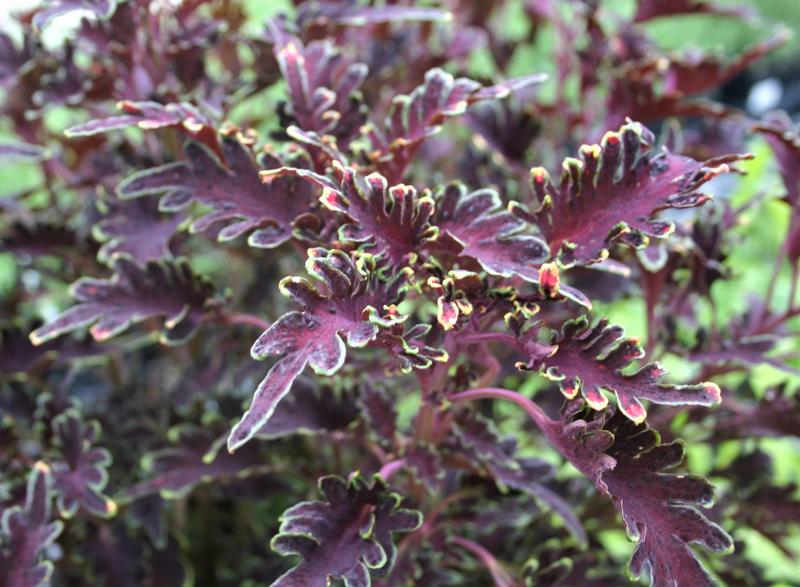 Coleus Kiwi Fern Solenostemon scutellarioides Kiwi Fern from Hillcrest