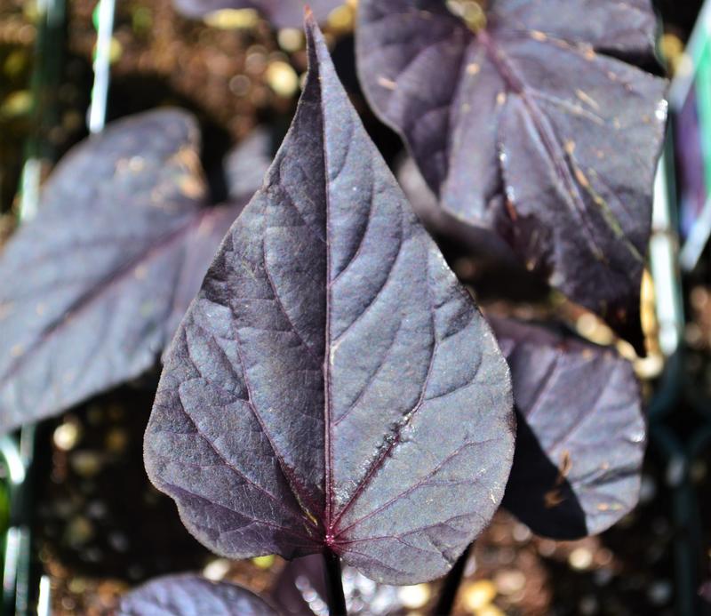 Ipomoea batatas Sweet Georgia Heart 'Purple' - Sweet Potato Vine from Hillcrest Nursery