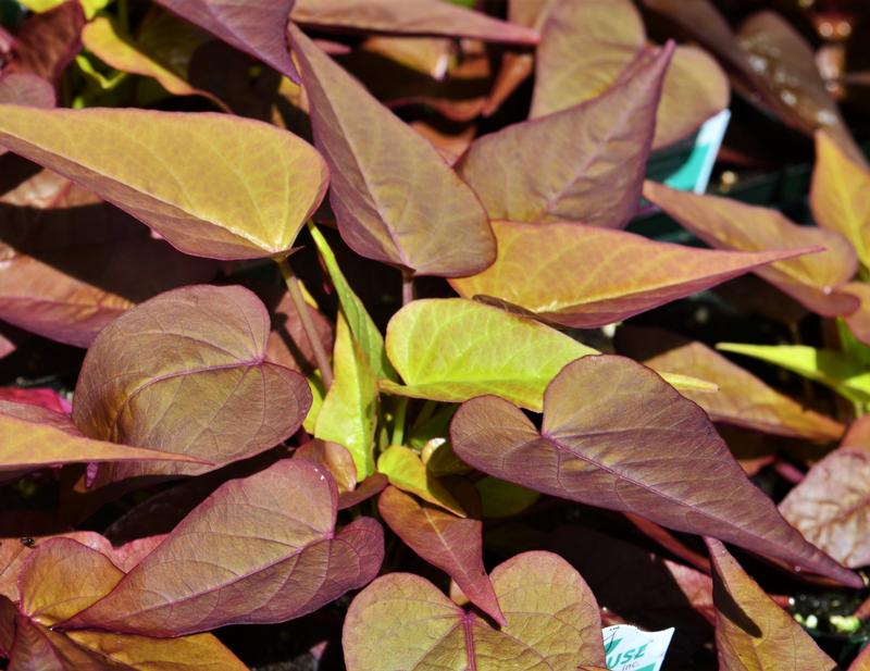 Ipomoea batatas Sweet Georgia Heart 'Red' - Sweet Potato Vine from Hillcrest Nursery