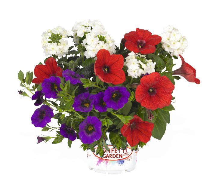 Confetti Garden Patriot Combo Confetti Garden from Hillcrest Nursery