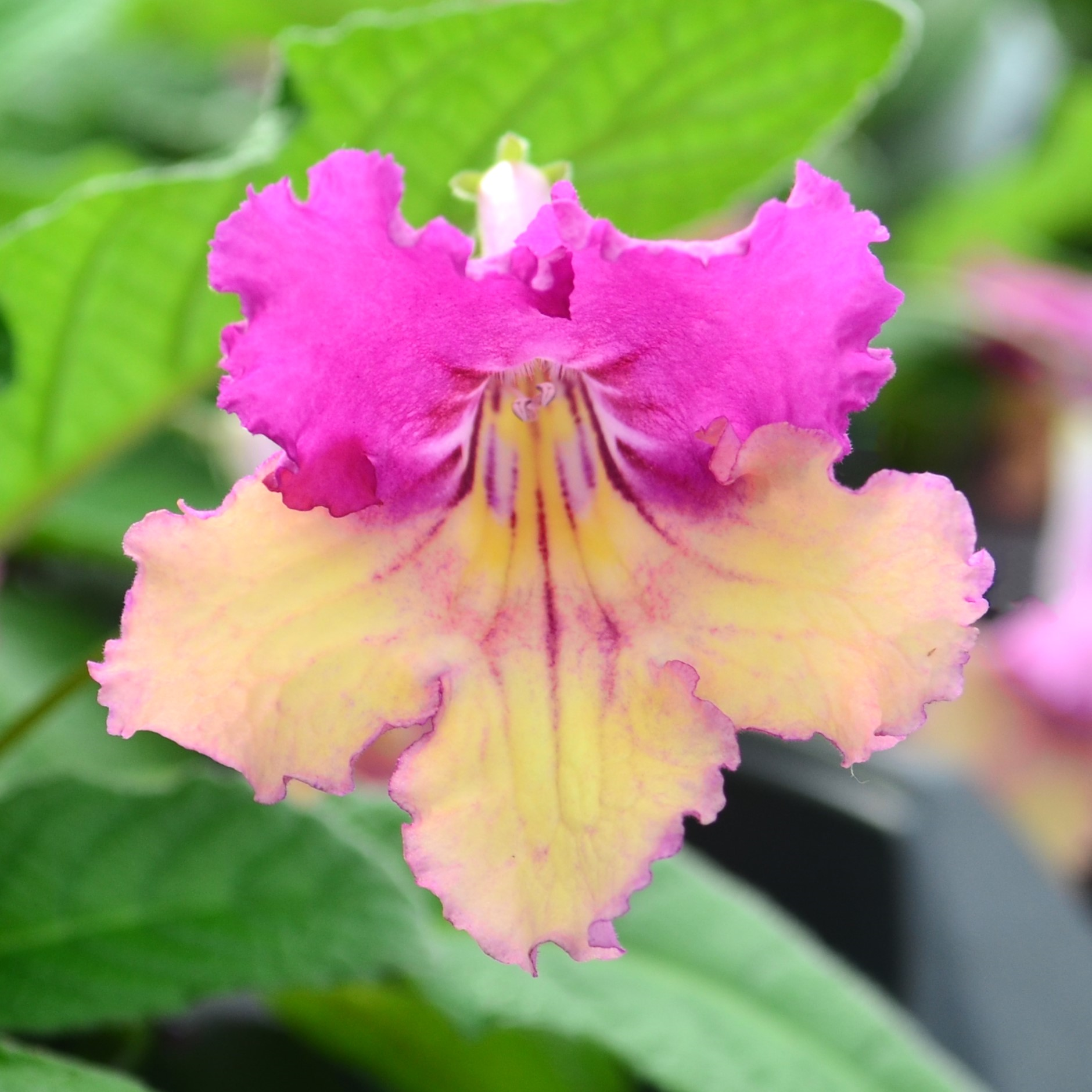 Streptocarpus Ladyslippers 'Yellow w/ Pink Cap' - Streptocarpus from Hillcrest Nursery