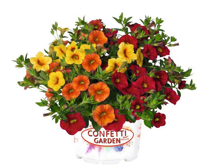 Confetti Garden Hawaiian Summer Combo Confetti Garden Hawaiian Summer