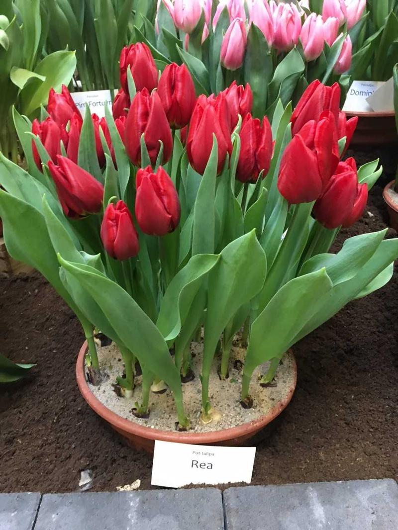Bulb Tulip Red Bulb Tulipa from Hillcrest Nursery