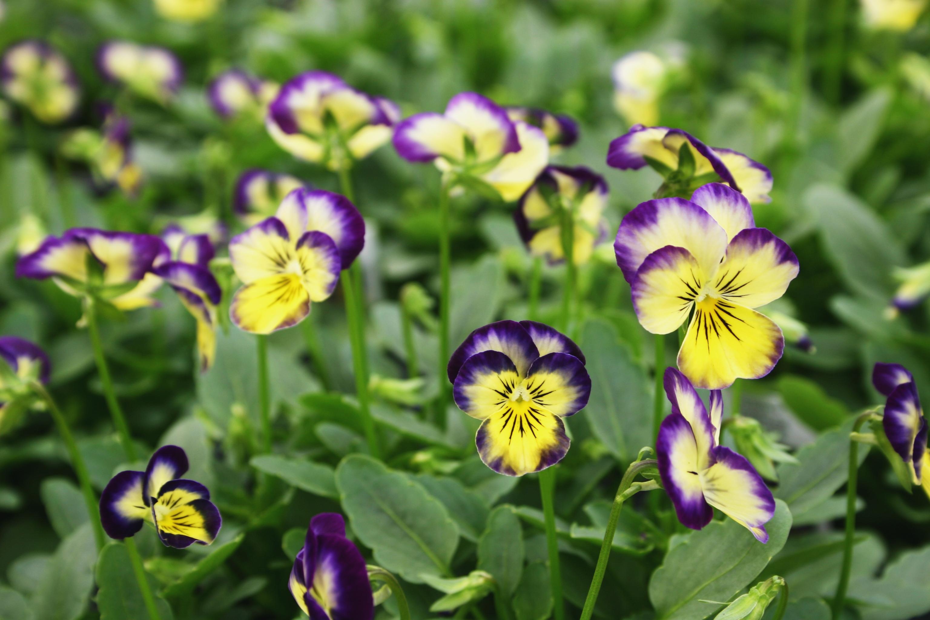 Viola Penny Primrose Picotee Viola cornuta Primrose Picotee from