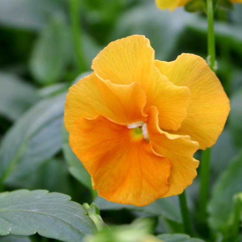 Pansy Spring Matrix Deep Orange Viola wittrockiana Deep Orange from Hillcrest Nursery