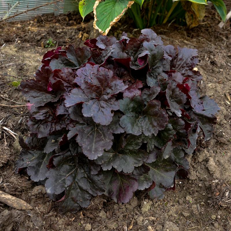 Coral Bells Heuchera Mahogany Monster from Hillcrest Nursery