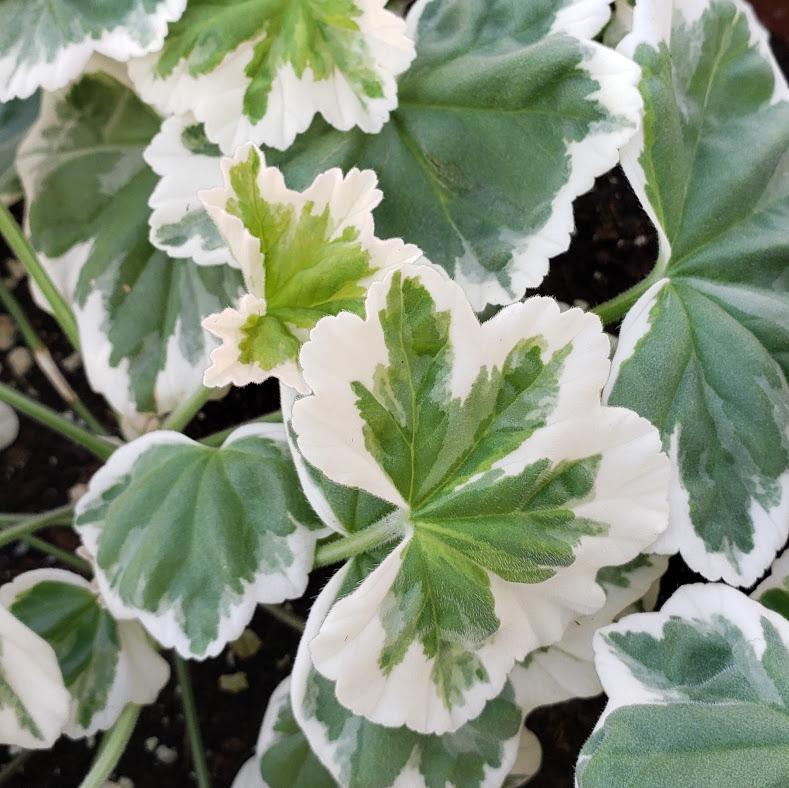 Geranium Pelargonium Mint Julep from Hillcrest Nursery