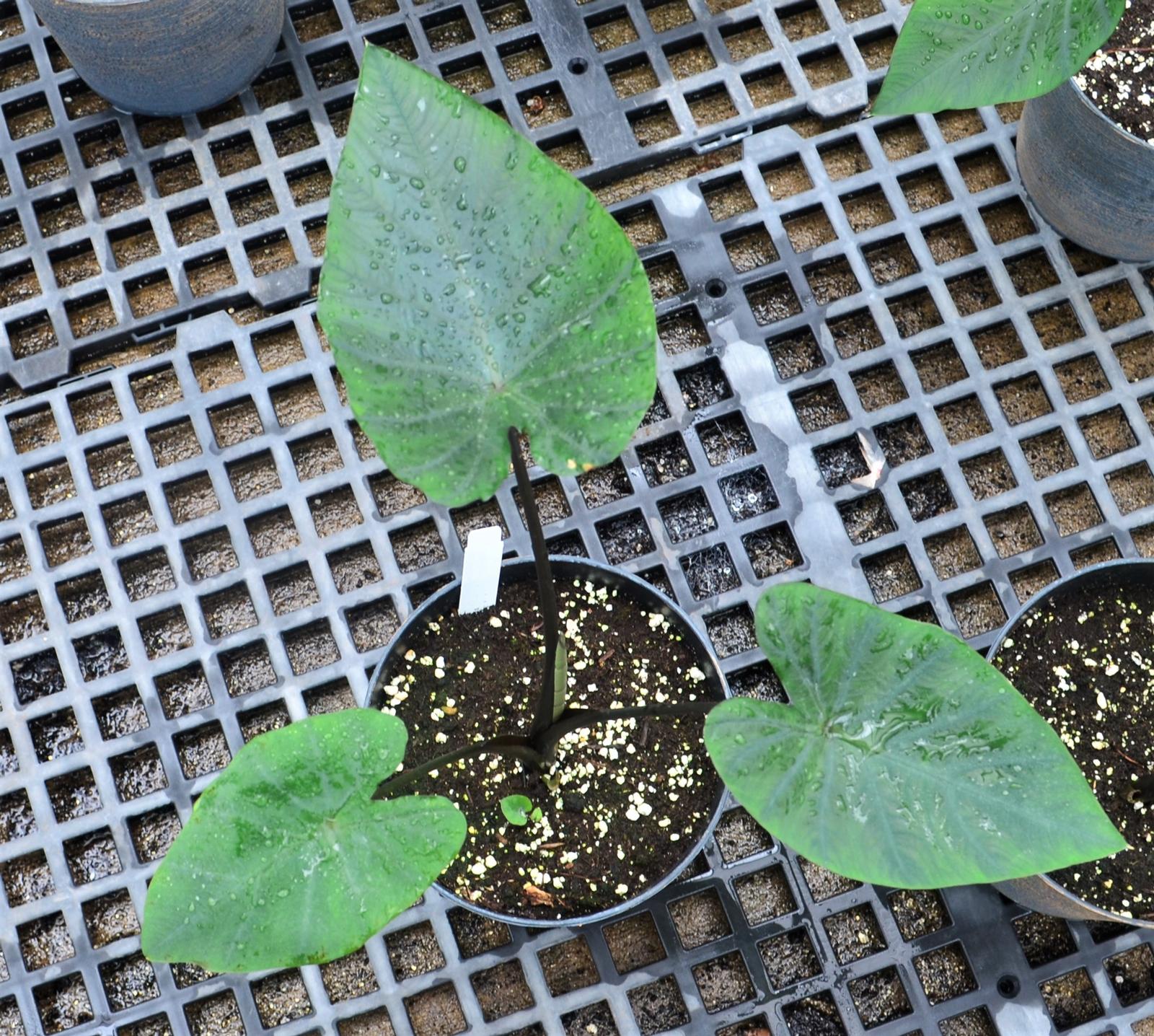 Elephant Ear Colocasia Tea Cup from Hillcrest Nursery