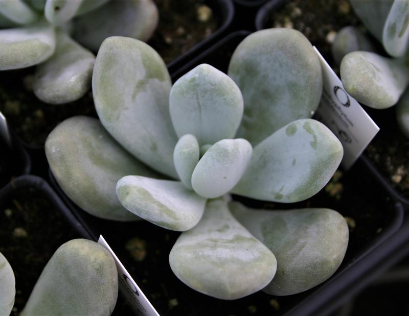 Pachyveria Pachyveria Bubbles from Hillcrest Nursery
