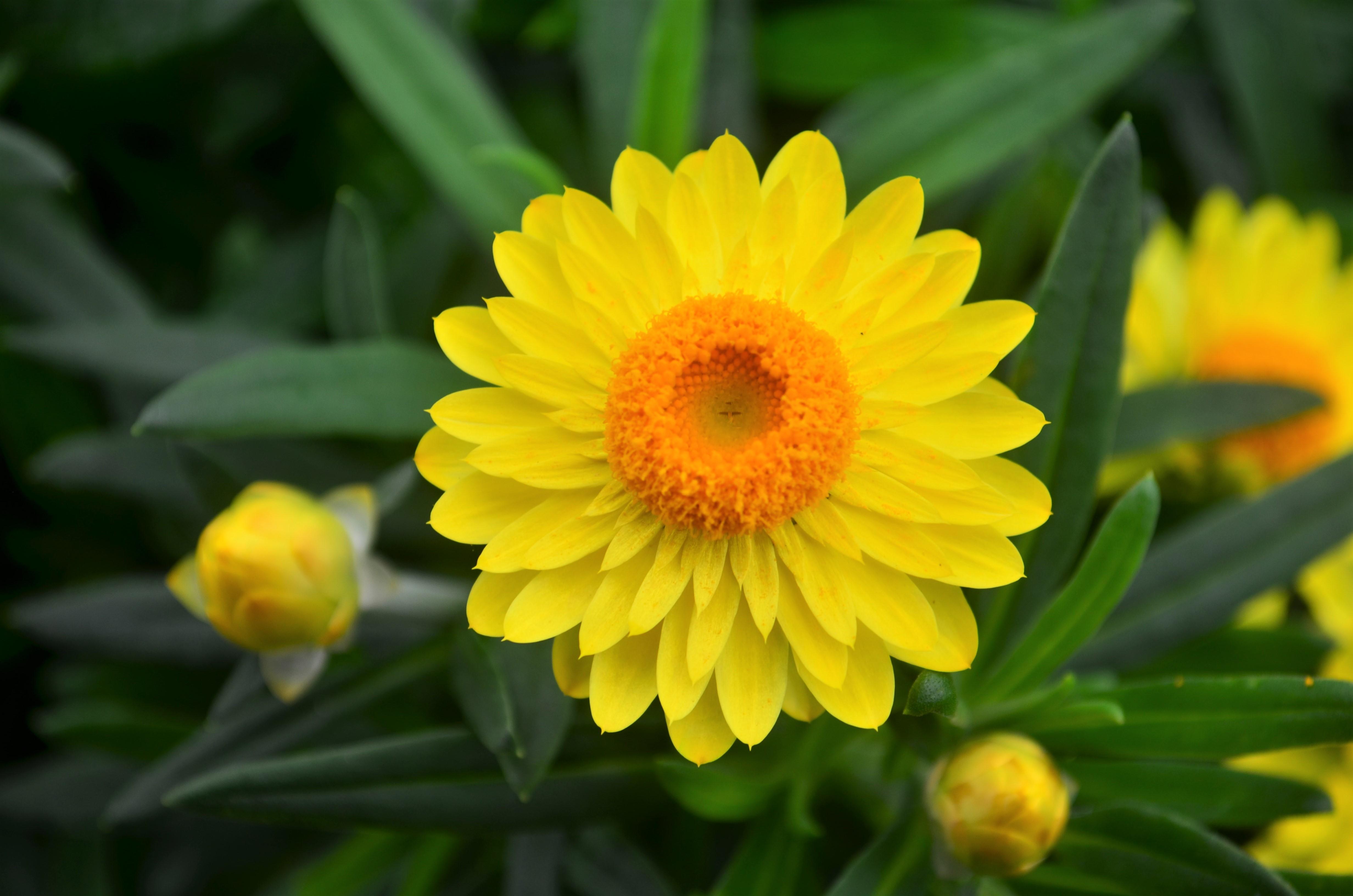 Strawflower Bracteantha Yellow from Hillcrest Nursery
