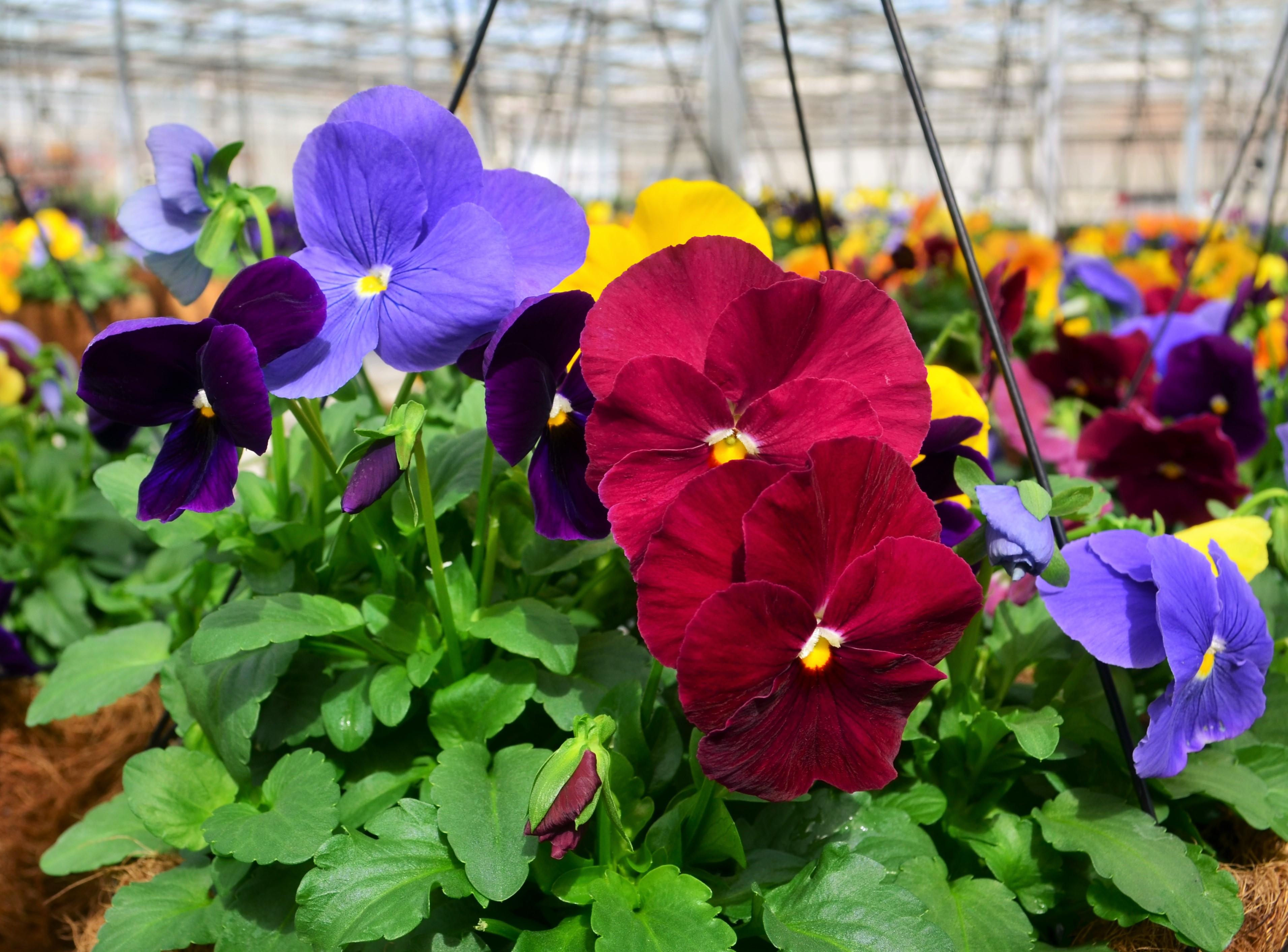 Pansy Viola wittrockiana Jewels Mix from Hillcrest Nursery