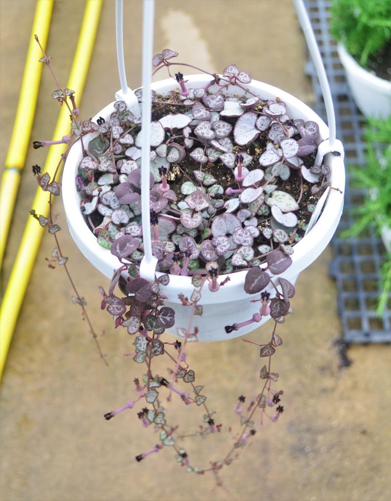 String of Hearts Succulents String of Hearts Silver 6\